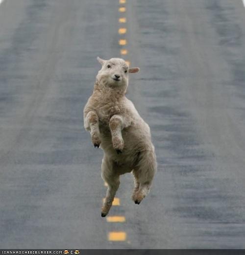 happy-sheep.jpg